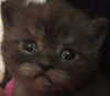 purin4a Altpins Profile Picture