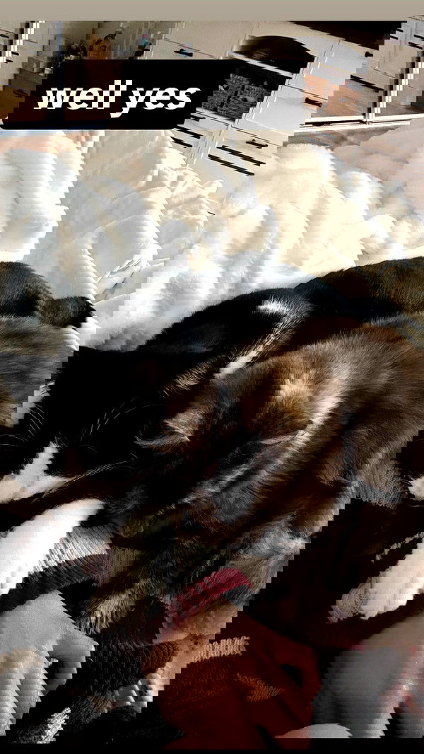 dracuina dracuina archive image