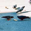 bugz4brainz Altpins Profile Picture