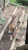 ayash.hila Altpins Profile Picture