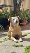 maori_cohen Altpins Profile Picture