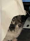 xoreniiiiii Altpins Profile Picture