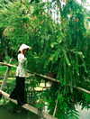 lyhythuedoxinh Altpins Profile Picture