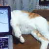 mewisa Altpins Profile Picture