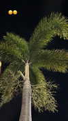 ivy.pavlova Altpins Profile Picture