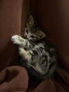 gabbyepstein Altpins Profile Picture