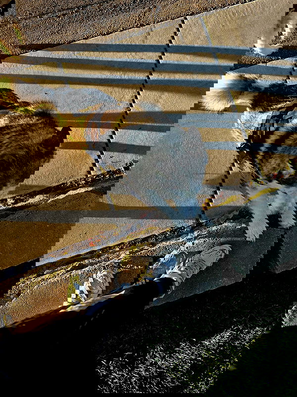 _animechika_ image ~ Altpins