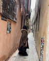 d3ad.doll Altpins Profile Picture