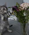 milena_milachich Altpins Profile Picture