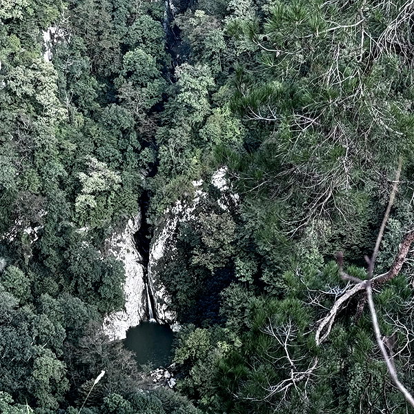 amanitalis instagram image archive image