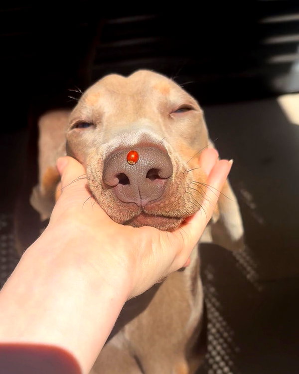 borkwsmh instagram image archive image