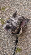 rott3nbambi Altpins Profile Picture