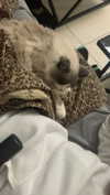 simp_for_cats_ Altpins Profile Picture