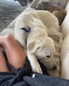 jenniferaniston Altpins Profile Picture
