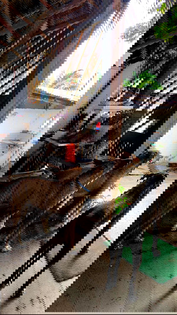 manjolamuriqi manjolamuriqi archive image