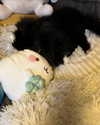 katrina.zaiceva Altpins Profile Picture