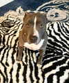 mileycyrus Altpins Profile Picture