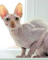 bugz4brainz Altpins Profile Picture