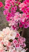 efrat_elmalich Altpins Profile Picture