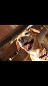 maori_cohen Altpins Profile Picture