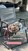 vanessa.rhd Altpins Profile Picture