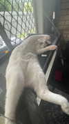 livindeadyaz Altpins Profile Picture