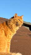 lizrrossi Altpins Profile Picture