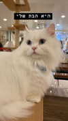 dante_yangpa Altpins Profile Picture