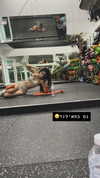 __yaheli_ Altpins Profile Picture