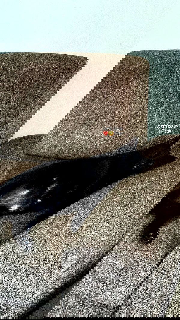 mishel116 mishel116 archive image