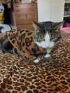 jahia_brown Altpins Profile Picture