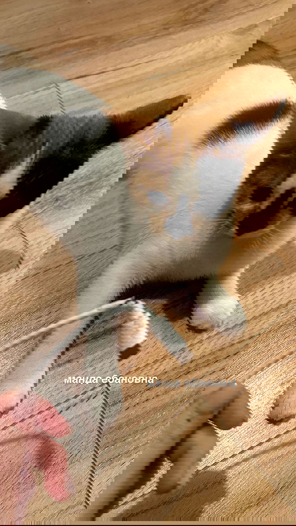 annfigma annfigma archive image