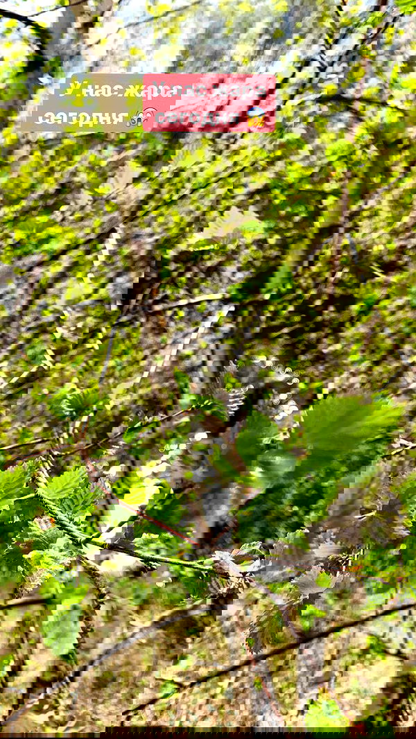 nyityam nyityam archive image