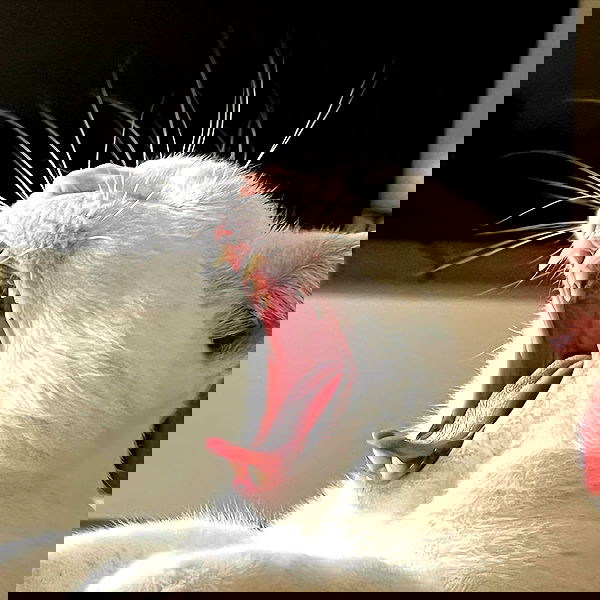 missnyxdawn missnyxdawn archive image