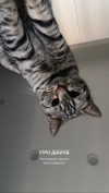 milena_milachich Altpins Profile Picture