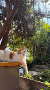 strawberryshanz Altpins Profile Picture