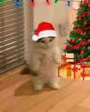 missbrisolo Altpins Profile Picture