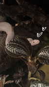 brookeesfallen Altpins Profile Picture