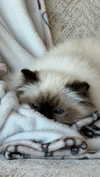 kasumi_sen Altpins Profile Picture