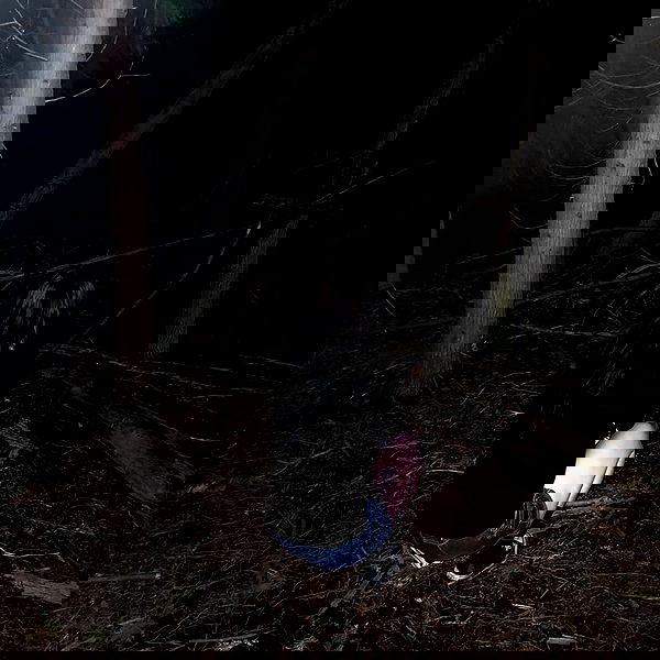 xombunni image ~ Altpins