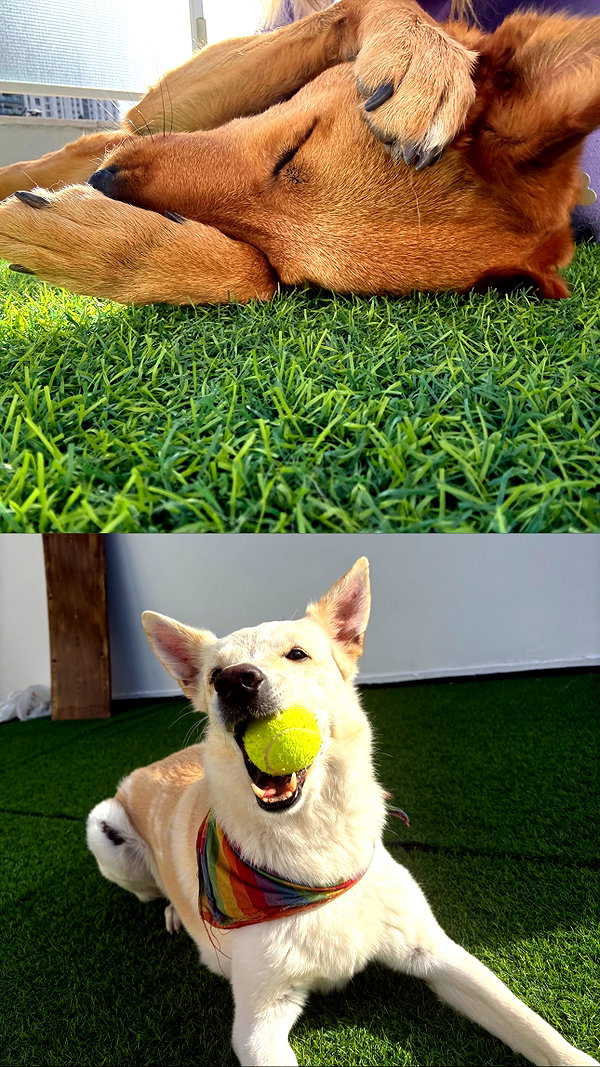 galibilaus galibilaus archive image