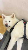 kriskaik Altpins Profile Picture