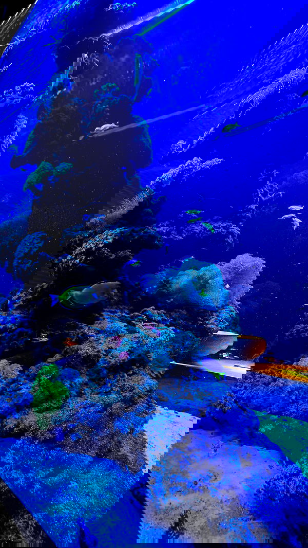 mishel116 mishel116 archive image