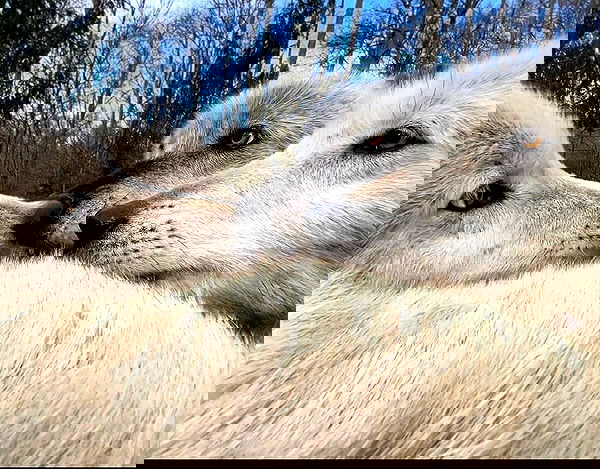 missnyxdawn missnyxdawn archive image