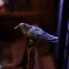 thenerdforge Altpins Profile Picture