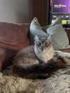 jahia_brown Altpins Profile Picture