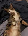 jahia_brown Altpins Profile Picture