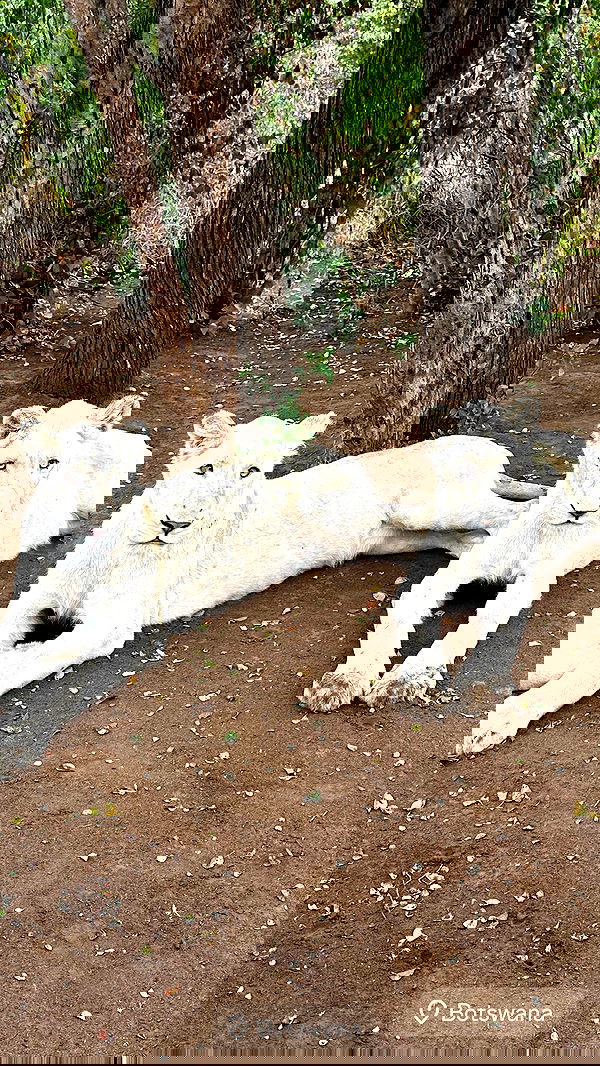 taylor.creeden taylor.creeden archive image