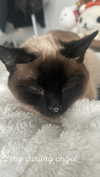 rosiebwear Altpins Profile Picture