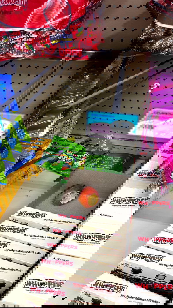 mosssaico mosssaico archive image